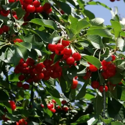 Вишня БРУСНИЦЫНА степная в Горках