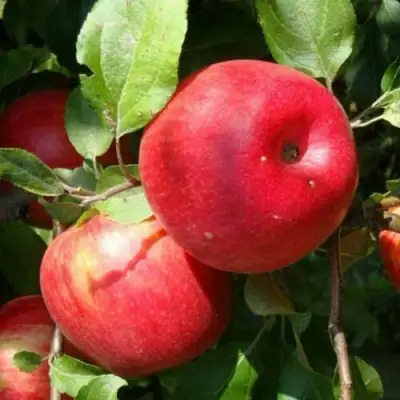 Яблоня ВАЛЕРИЯ в Горках