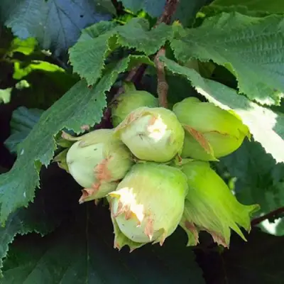 Фундук ТАМБОВСКИЙ РАННИЙ в Горках