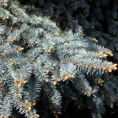 Ель НАНА сизая в Горках