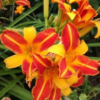 Лилейник ФРАНС ХАЛС в Горках