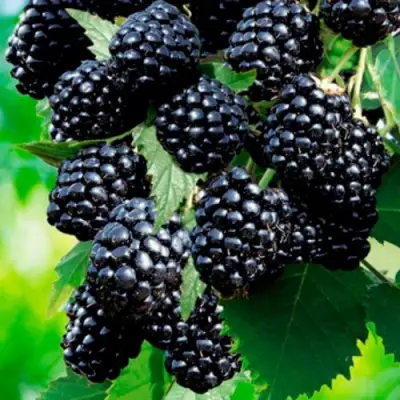 Ежевика ЛОХТЕЙ бесшипная в Горках