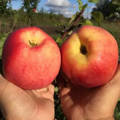 Яблоня КОВРОВОЕ стелющаяся в Горках