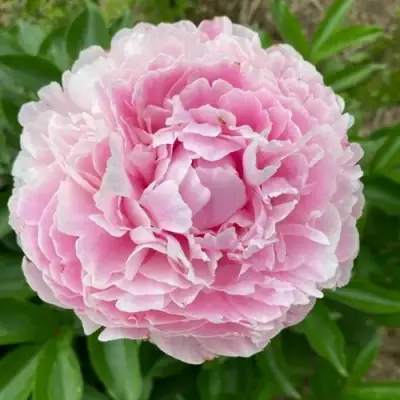 Пион КАТРИН ФОНТЕЙН травянистый в Горках