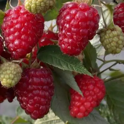 Малина ЭЛЕГАНТНАЯ в Горках