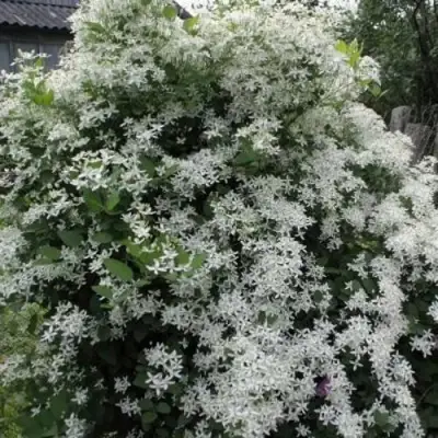 Клематис МАНЬЧЖУРСКИЙ в Горках