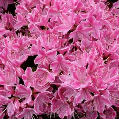 Азалия КЕРМЕСИНА РОУЗ японская в Горках