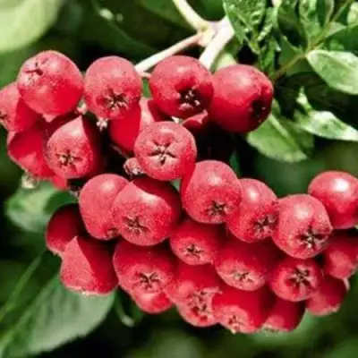 Рябина МОРАВСКАЯ сладкоплодная в Горках