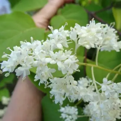 Сирень АМУРСКАЯ в Горках