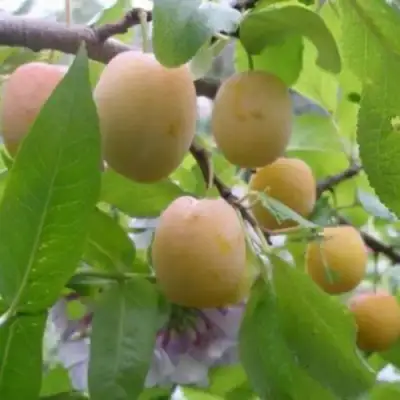 Слива УТРО в Горках