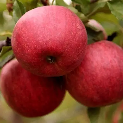 Яблоня ГАЛА ШНИГА в Горках