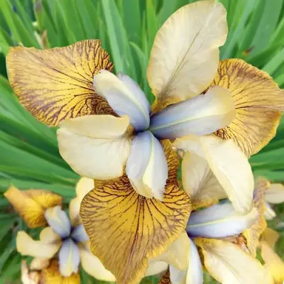 Ирис ФЛАЙИНГ ФИДДЛЗ сибирский в Горках