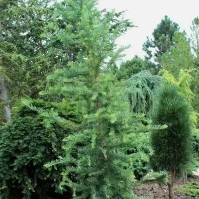 Лиственница КЕМПФЕРА в Горках