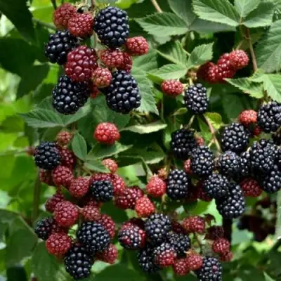 Ежевика РУБЕН ремонтантная  в Горках