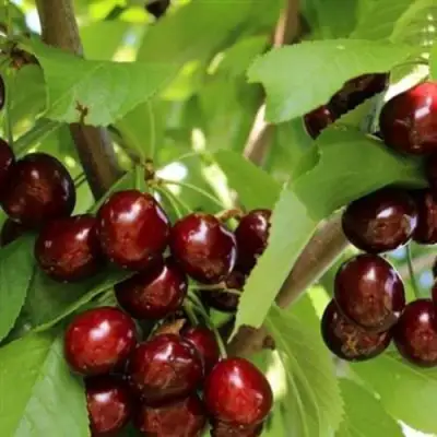 Черешня ИПУТЬ в Горках