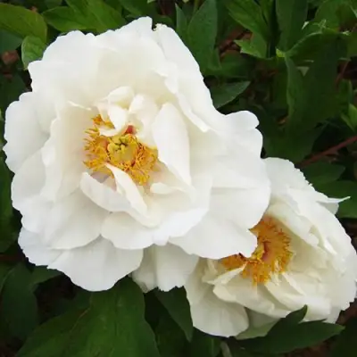 Пион БЕЛЫЙ НЕФРИТ древовидный в Горках