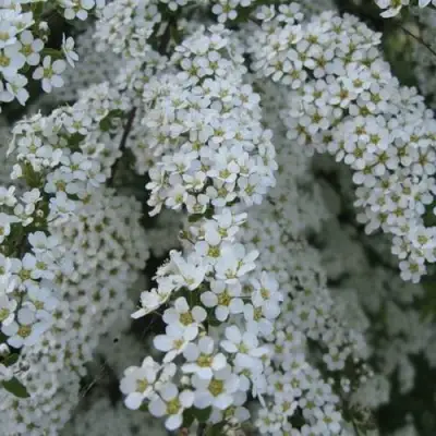 Спирея АРГУТА в Горках