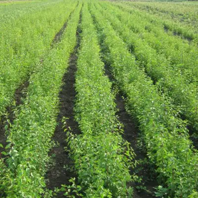 Подвой сливы ДИКАЯ АЛЫЧА в Горках