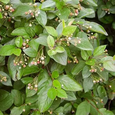 Кизильник блестящий в Горках