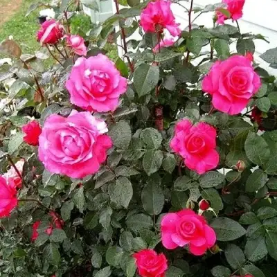 Роза МАЛИНОВЫЙ ЗВОН чайно-гибридная в Горках