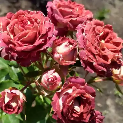 Роза ТИРАМИСУ спрей в Горках