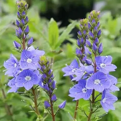 Вероника РОЯЛ БЛЮ большая в Горках