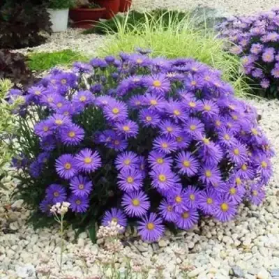 Астра ЛЕДИ ИН БЛЮ в Горках