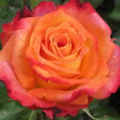 Роза ВАУ чайно-гибридная в Горках