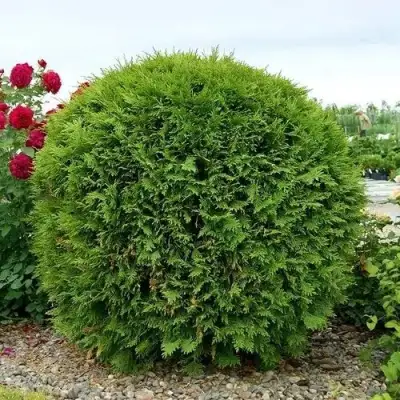 Туя ВУДВАРДИ западная в Горках