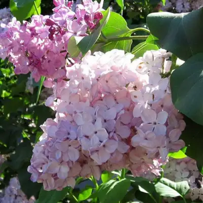 Сирень ГОРТЕНЗИЯ в Горках