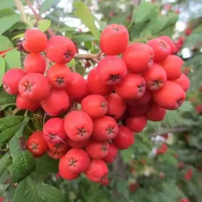 Рябина НЕВЕЖИНСКАЯ сладкоплодная в Горках