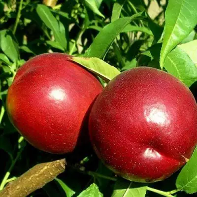 Нектарин НЕКТАРЕД-4 в Горках