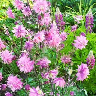 Аквилегия БАРЛОУ ПИНК гибрид МакКаны в Горках