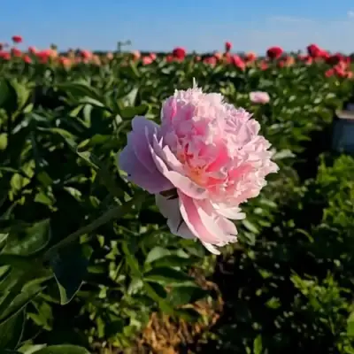 Пион ИМПЕРАТОРСКАЯ НАЛОЖНИЦА древовидный в Горках