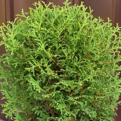 Туя ХОЗЕРИ западная в Горках