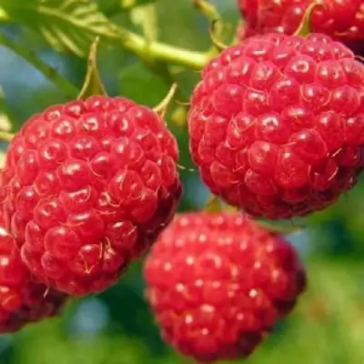 Малина ГЛЕН АМПЛ в Горках