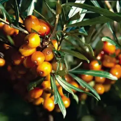 Облепиха ДАР КАЗАКОВУ в Горках