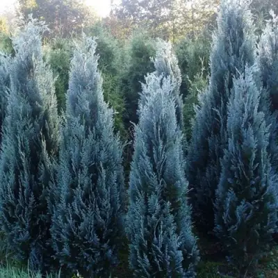 Кипарисовик ДАРТС БЛЮ РИББОН лавсона в Горках