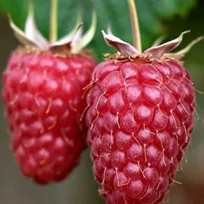 Малина РУБИНОВОЕ ОЖЕРЕЛЬЕ в Горках