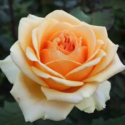 Роза ГЕЙША чайно-гибридная в Горках