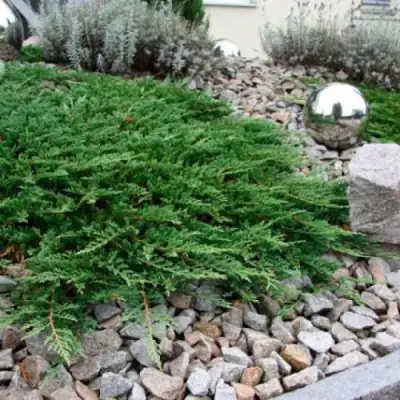 Можжевельник ПРИНЦ ОФ УЭЛЬС горизонтальный в Горках