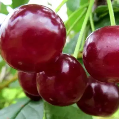 Вишня ГРИОТ БЕЛОРУССКИЙ в Горках