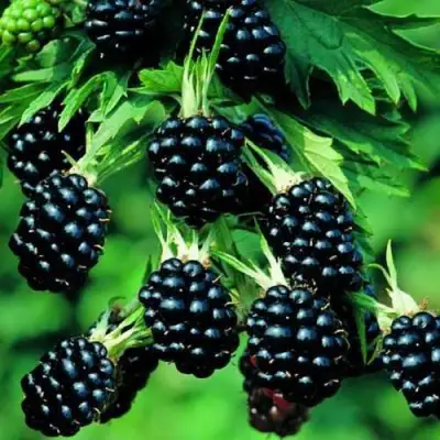 Ежевика КИТАНИНИ бесшипная  в Горках