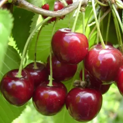 Вишня ХАРИТОНОВСКАЯ в Горках