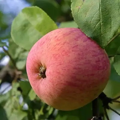 Яблоня МЕЛБА в Горках