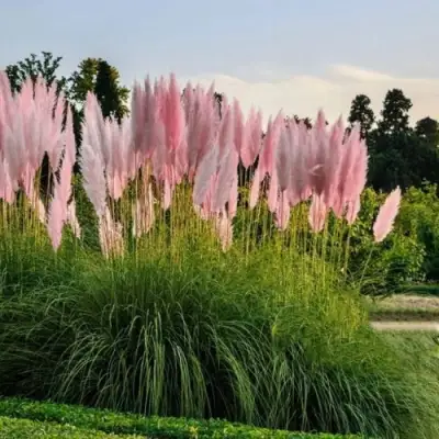 Кортадерия розовая (пампасная трава) в Горках