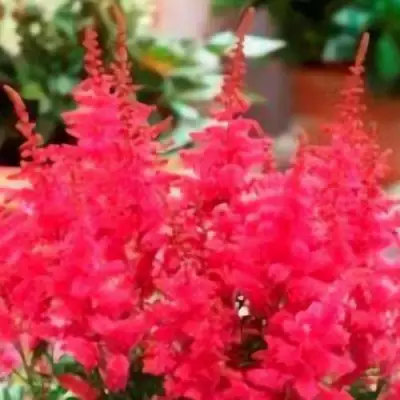 Астильба ЮНИК КАРМИН гибридная в Горках