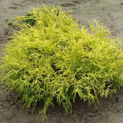 Кипарисовик ГОЛДЕН МОП горохоплодный в Горках