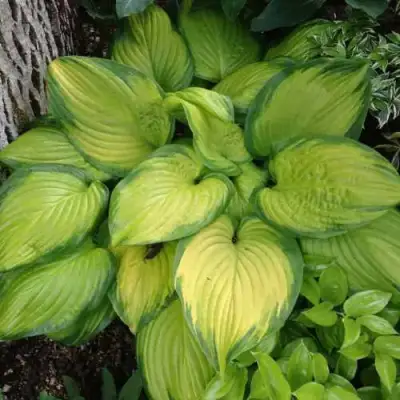 Хоста СТЕЙНД ГЛАСС гибридная в Горках