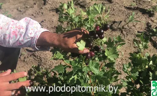 Превью видео